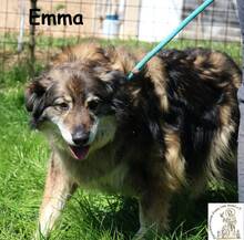 EMMA, Hund, Mischlingshund in Bosnien und Herzegowina - Bild 3