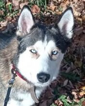 JACKIE, Hund, Siberian Husky-Mix in Slowakische Republik - Bild 1