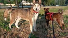 JACKIE, Hund, Siberian Husky-Mix in Slowakische Republik - Bild 10