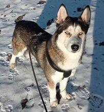 JACKIE, Hund, Siberian Husky-Mix in Slowakische Republik - Bild 2