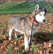 JACKIE, Hund, Siberian Husky-Mix in Slowakische Republik - Bild 3