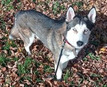 JACKIE, Hund, Siberian Husky-Mix in Slowakische Republik - Bild 4