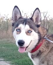 JACKIE, Hund, Siberian Husky-Mix in Slowakische Republik - Bild 5