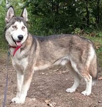 JACKIE, Hund, Siberian Husky-Mix in Slowakische Republik - Bild 6