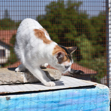 MAILA, Katze, Europäisch Kurzhaar in Bulgarien - Bild 1