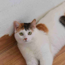 MAILA, Katze, Europäisch Kurzhaar in Bulgarien - Bild 10