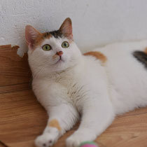 MAILA, Katze, Europäisch Kurzhaar in Bulgarien - Bild 11