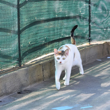 MAILA, Katze, Europäisch Kurzhaar in Bulgarien - Bild 4