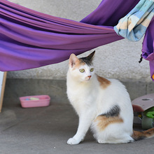 MAILA, Katze, Europäisch Kurzhaar in Bulgarien - Bild 5