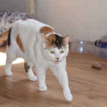 MAILA, Katze, Europäisch Kurzhaar in Bulgarien - Bild 8