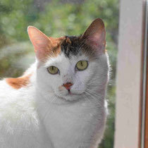 MAILA, Katze, Europäisch Kurzhaar in Bulgarien - Bild 9
