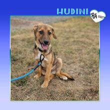 HUDINI, Hund, Mischlingshund in Bulgarien - Bild 10