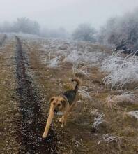 HUDINI, Hund, Mischlingshund in Bulgarien - Bild 13