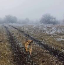 HUDINI, Hund, Mischlingshund in Bulgarien - Bild 14