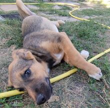 HUDINI, Hund, Mischlingshund in Bulgarien - Bild 15