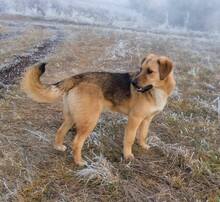 HUDINI, Hund, Mischlingshund in Bulgarien - Bild 5