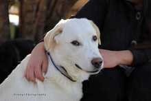 PINO, Hund, Herdenschutzhund-Mix in Griechenland - Bild 2