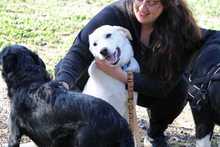 PINO, Hund, Herdenschutzhund-Mix in Griechenland - Bild 5