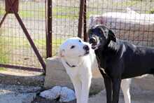 PINO, Hund, Herdenschutzhund-Mix in Griechenland - Bild 9