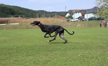 ALEX, Hund, Magyar Agar in Ungarn - Bild 2