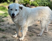 SPOTTY, Hund, Mischlingshund in Aerzen - Bild 1