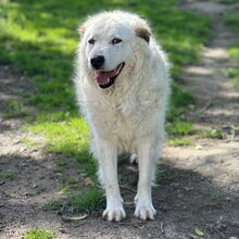 SPOTTY, Hund, Mischlingshund in Aerzen - Bild 2