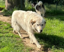 SPOTTY, Hund, Mischlingshund in Aerzen - Bild 3