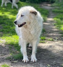 SPOTTY, Hund, Mischlingshund in Aerzen - Bild 4