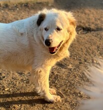 SPOTTY, Hund, Mischlingshund in Aerzen - Bild 5