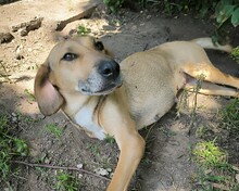 KIRA, Hund, Mischlingshund in Aerzen - Bild 1