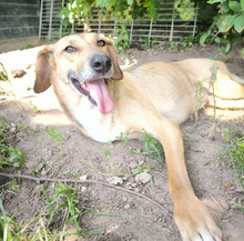 KIRA, Hund, Mischlingshund in Aerzen - Bild 2