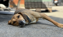 KIRA, Hund, Mischlingshund in Aerzen - Bild 3