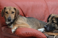 KIRA, Hund, Mischlingshund in Aerzen - Bild 4