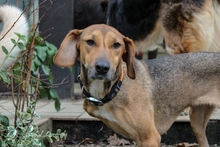 KIRA, Hund, Mischlingshund in Aerzen - Bild 6