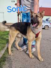 SONIC, Hund, Deutscher Schäferhund-Mix in Kroatien - Bild 1