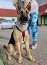 SONIC, Hund, Deutscher Schäferhund-Mix in Kroatien - Bild 2