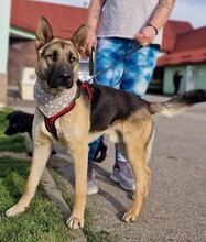 SONIC, Hund, Deutscher Schäferhund-Mix in Kroatien - Bild 5