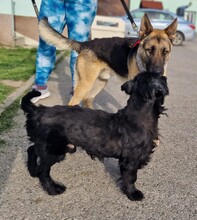 SONIC, Hund, Deutscher Schäferhund-Mix in Kroatien - Bild 6