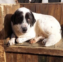 BETTO, Hund, Herdenschutzhund-Mix in Aerzen - Bild 3