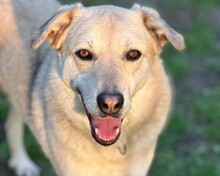 LEONARD, Hund, Mischlingshund in Aerzen - Bild 1