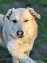 LEONARD, Hund, Mischlingshund in Aerzen - Bild 2