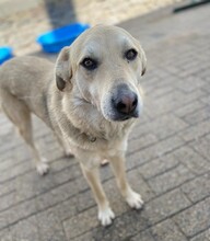 LEONARD, Hund, Mischlingshund in Aerzen - Bild 3