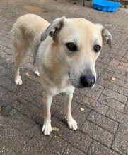 LEONARD, Hund, Mischlingshund in Aerzen - Bild 4