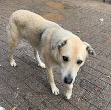 LEONARD, Hund, Mischlingshund in Aerzen - Bild 5