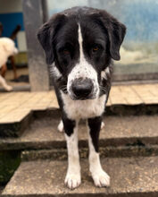 BAZ, Hund, Mischlingshund in Aerzen - Bild 2