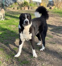 BAZ, Hund, Mischlingshund in Aerzen - Bild 3