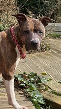 ALLEGRA, Hund, American Staffordshire Terrier-Mix in Aerzen - Bild 2