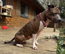 ALLEGRA, Hund, American Staffordshire Terrier-Mix in Aerzen - Bild 3