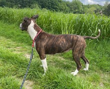 ALLEGRA, Hund, American Staffordshire Terrier-Mix in Aerzen - Bild 4