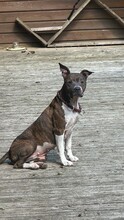 ALLEGRA, Hund, American Staffordshire Terrier-Mix in Aerzen - Bild 8